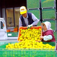 15 馬路村ゆず 集荷場