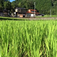 田舎の生き方