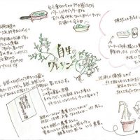 自生のクレソン