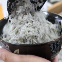躍動するちりめん