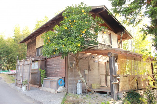 丈太郎の家：遅咲きのヒマワリロケ地