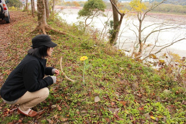 遅咲きのヒマワリ ロケ地：丈太郎とひまわり