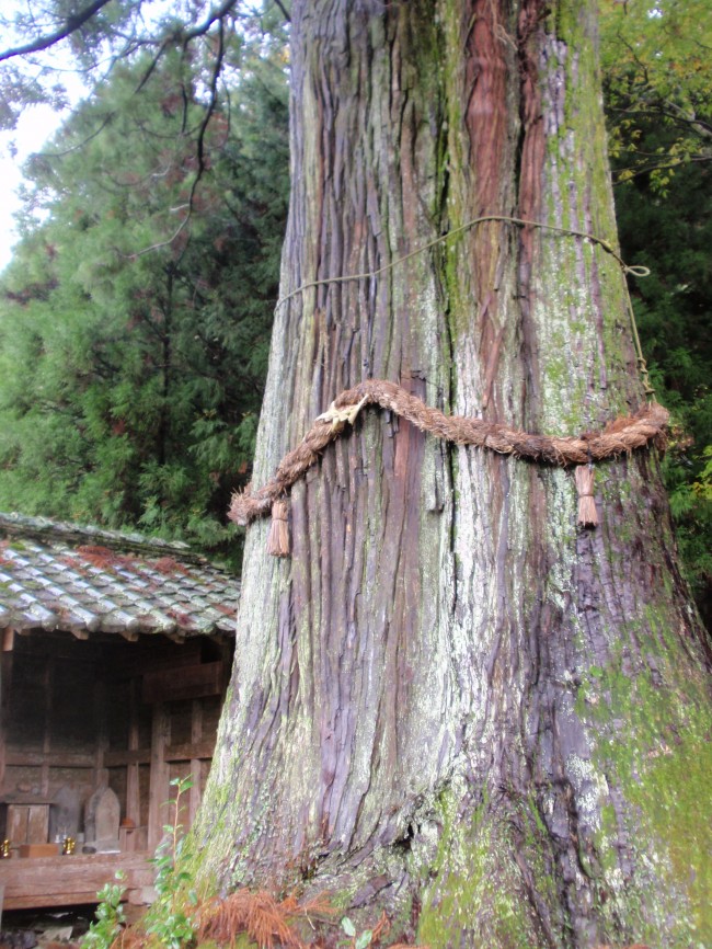 本山の大杉