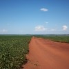 大豆畑　南米の高知　移住　移民　パラグアイ　イグアス