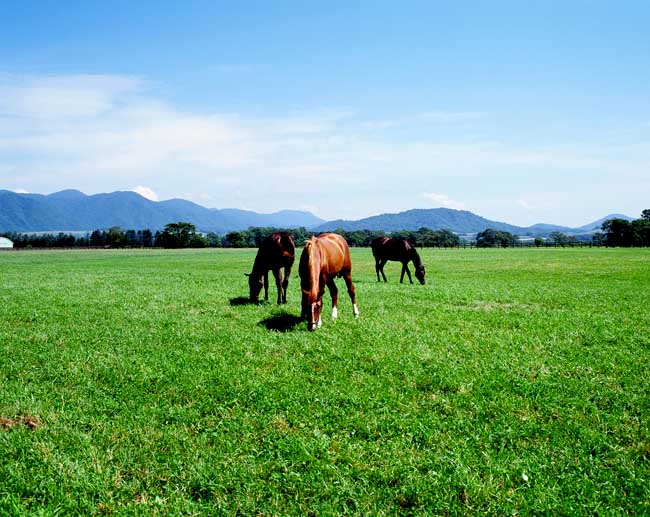 北海道　馬風景