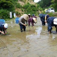 新潟・十日町　田んぼへ行こう！！2014