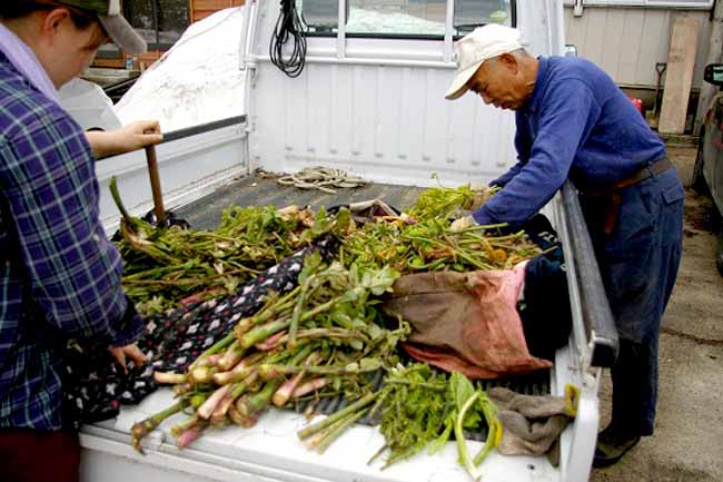 山菜収穫