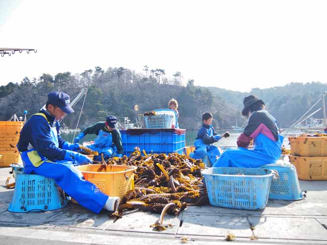 宮城　石巻　漁業体験3