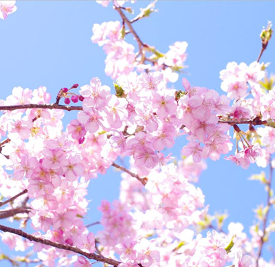 淡いピンクの桜の中