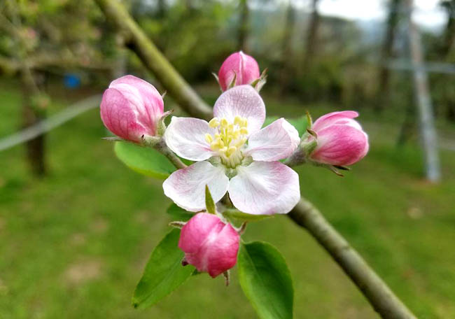 4 14 4 17 高知 佐川 土佐の高知で援農暮らし 外でコトコト りんごの花の受粉作業 いなかパイプ いなか と とかい のパイプウェブ