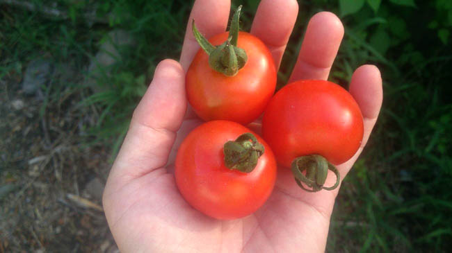ミニトマトは想像以上にたくさん収穫