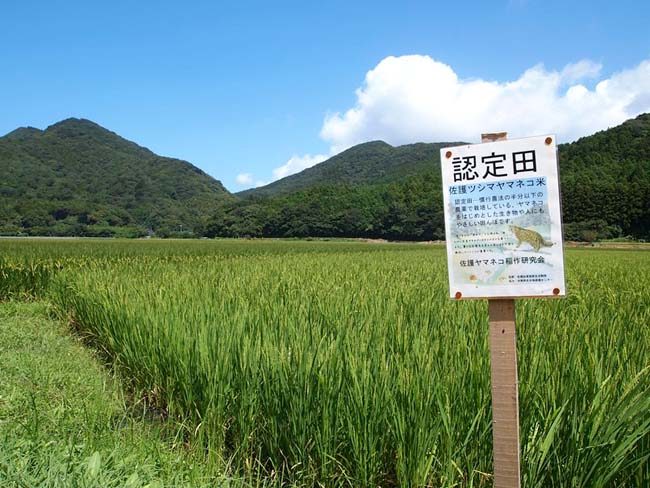 ヤマネコと共生する米作りの現場