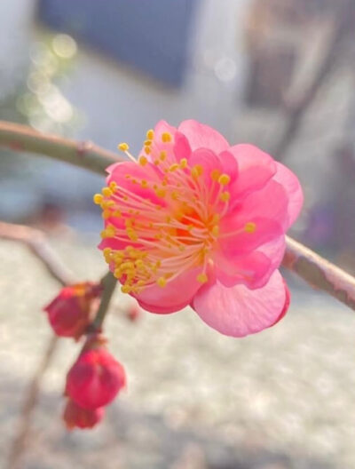 庭の観賞桜