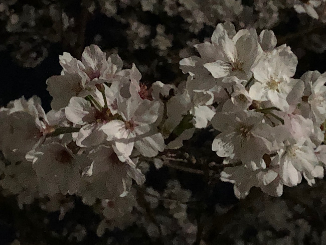 ライトアップされた近くの夜桜