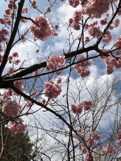 散歩中に土佐神社参道で見た桜の木