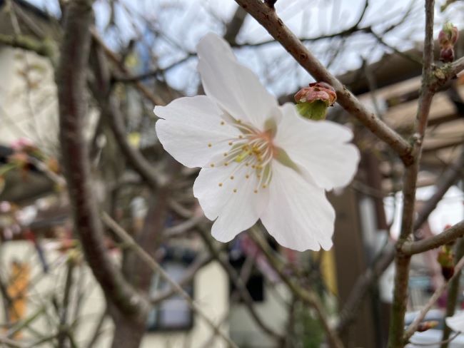庭の桜（ワカキノサクラ）開花