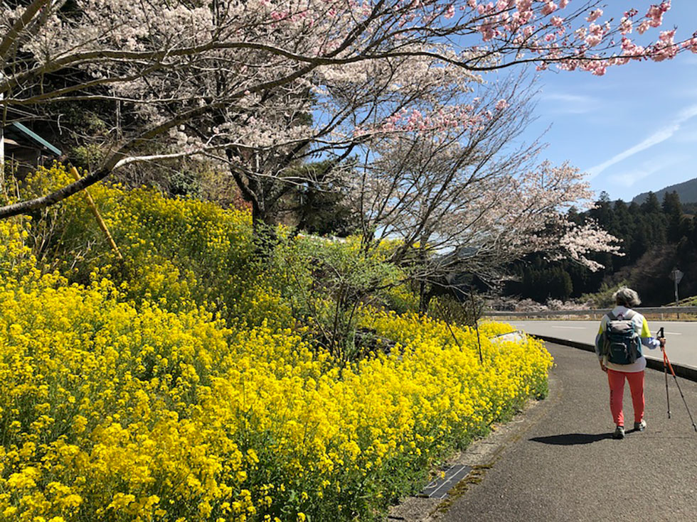 桜満開での歩き