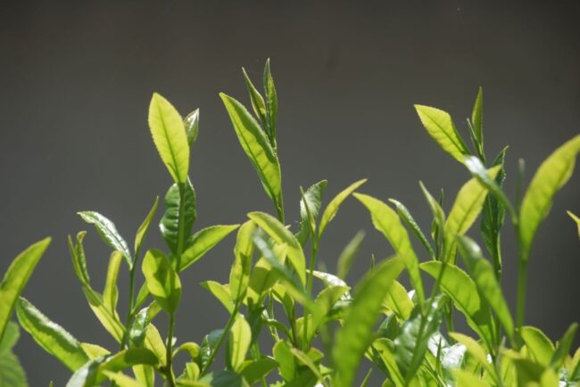 お茶の新芽