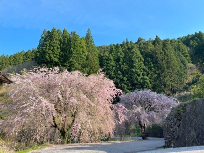 桜の名所