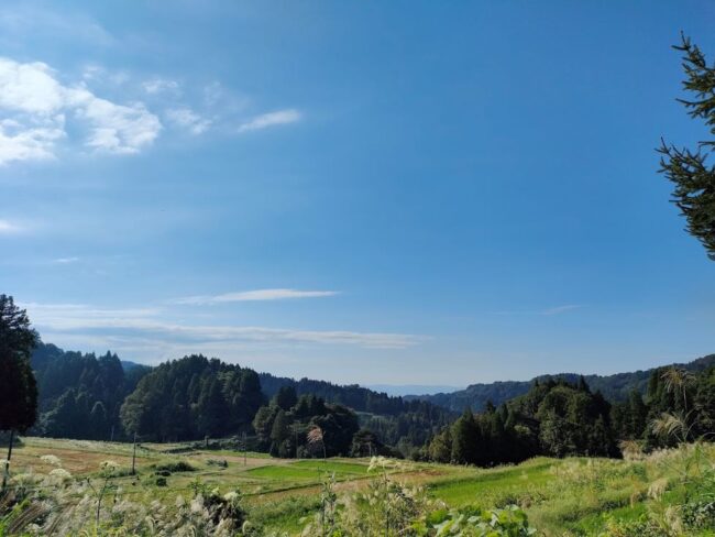 コサクレム夏の風景